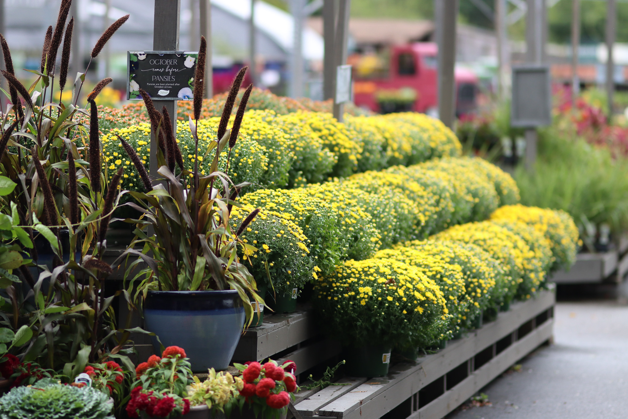 rows of yellow mums