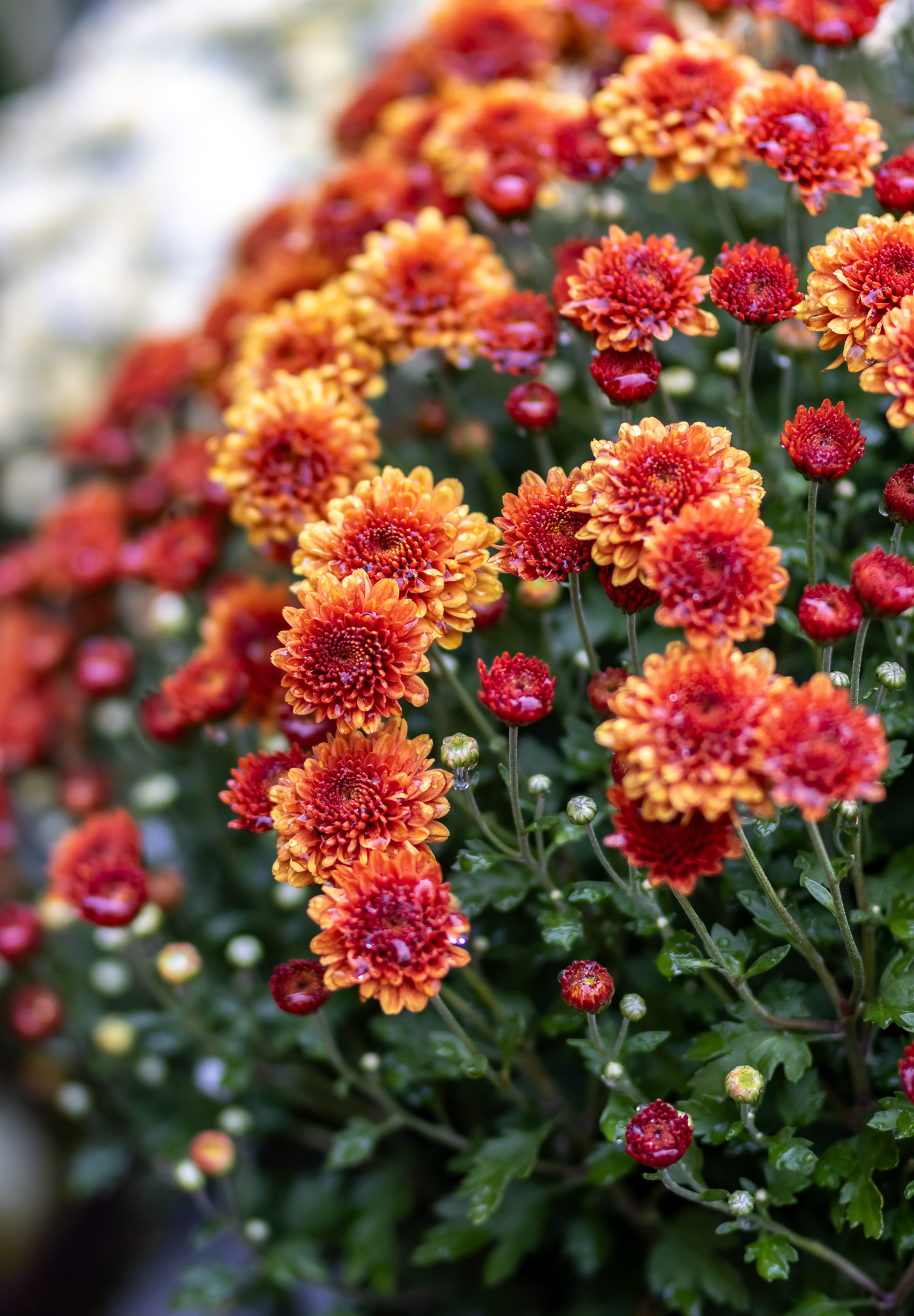 Close up of orange mums