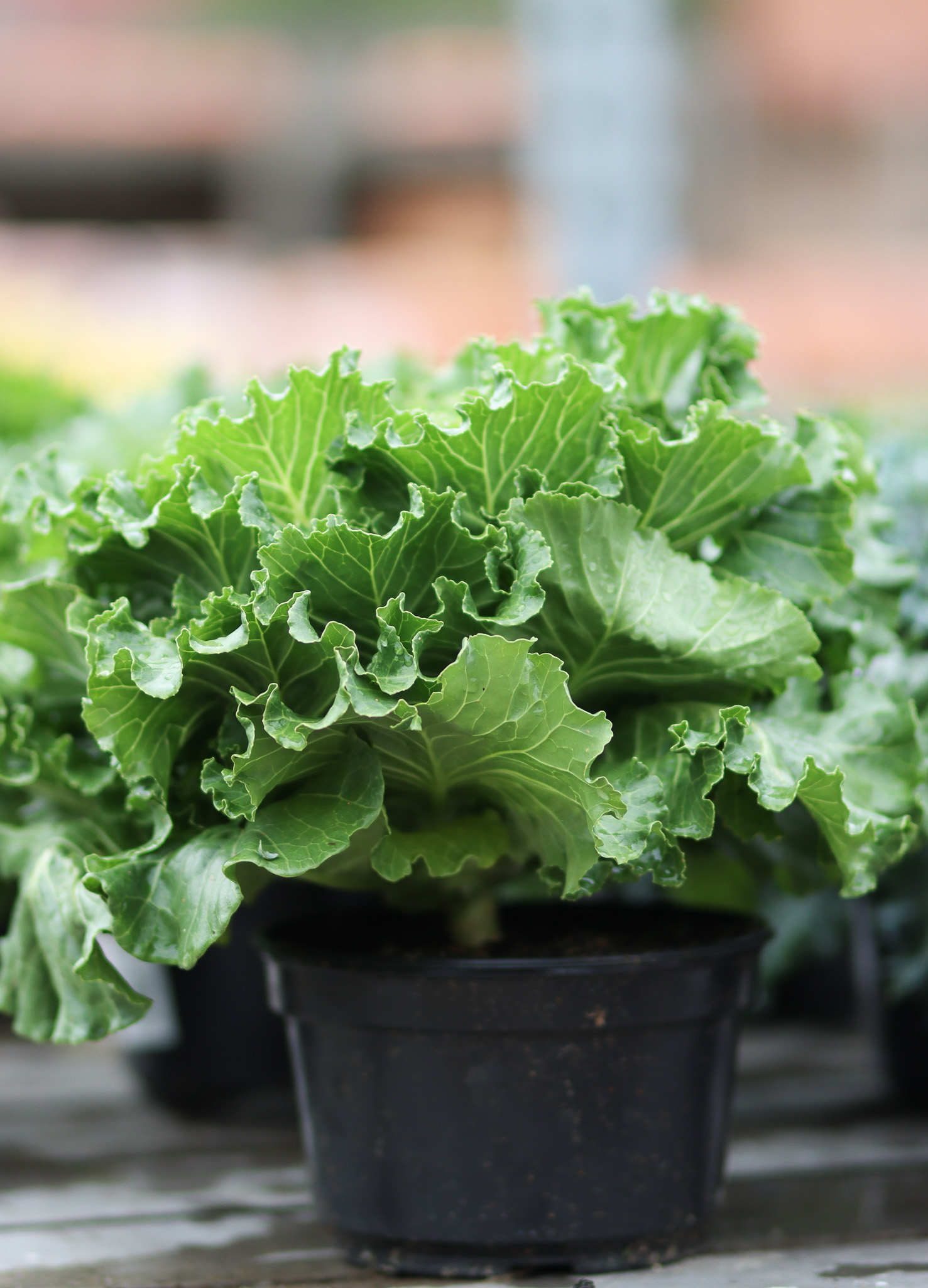 lettuce plant in pot