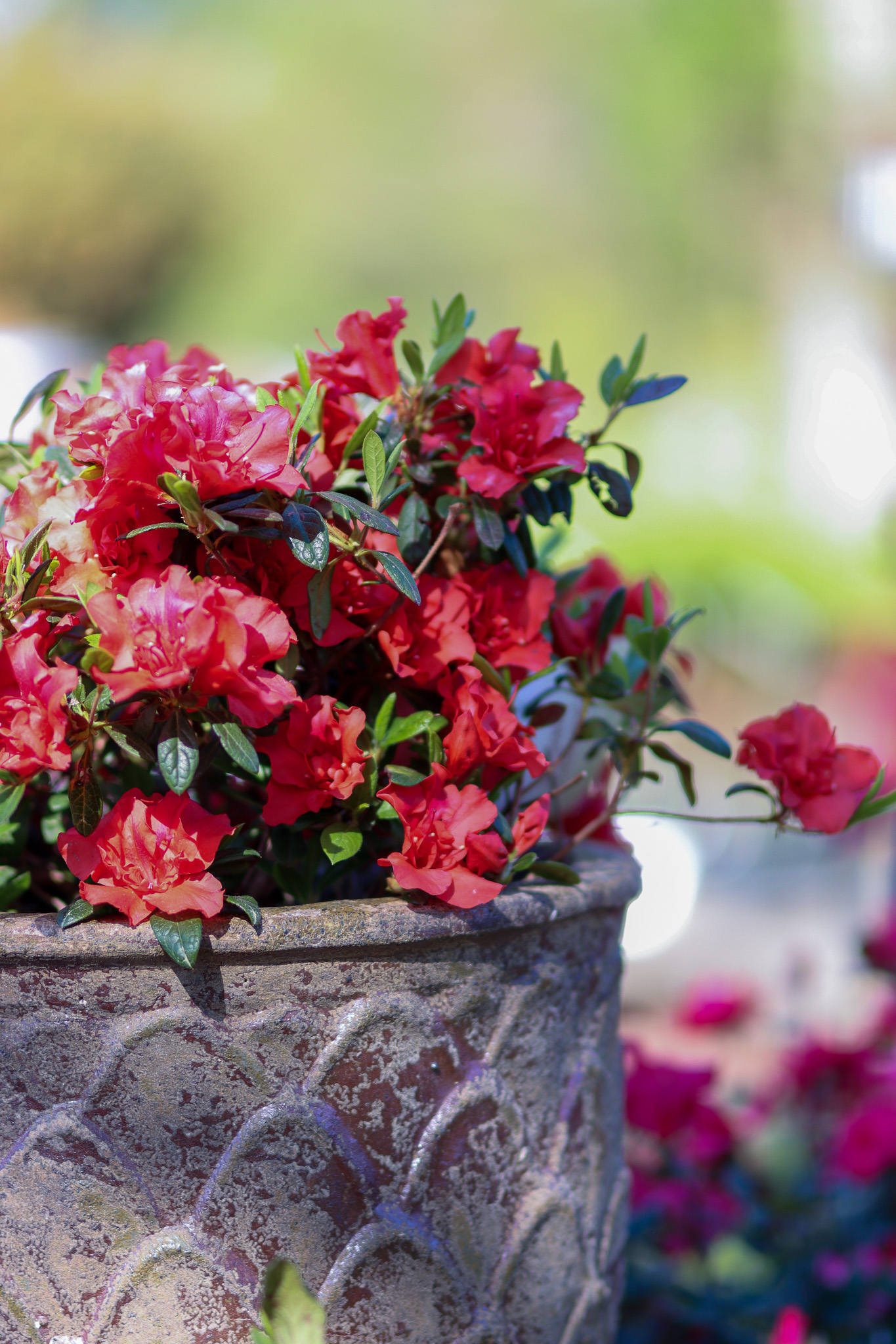 Red reblooming azalea in decorative pot detail shot.
