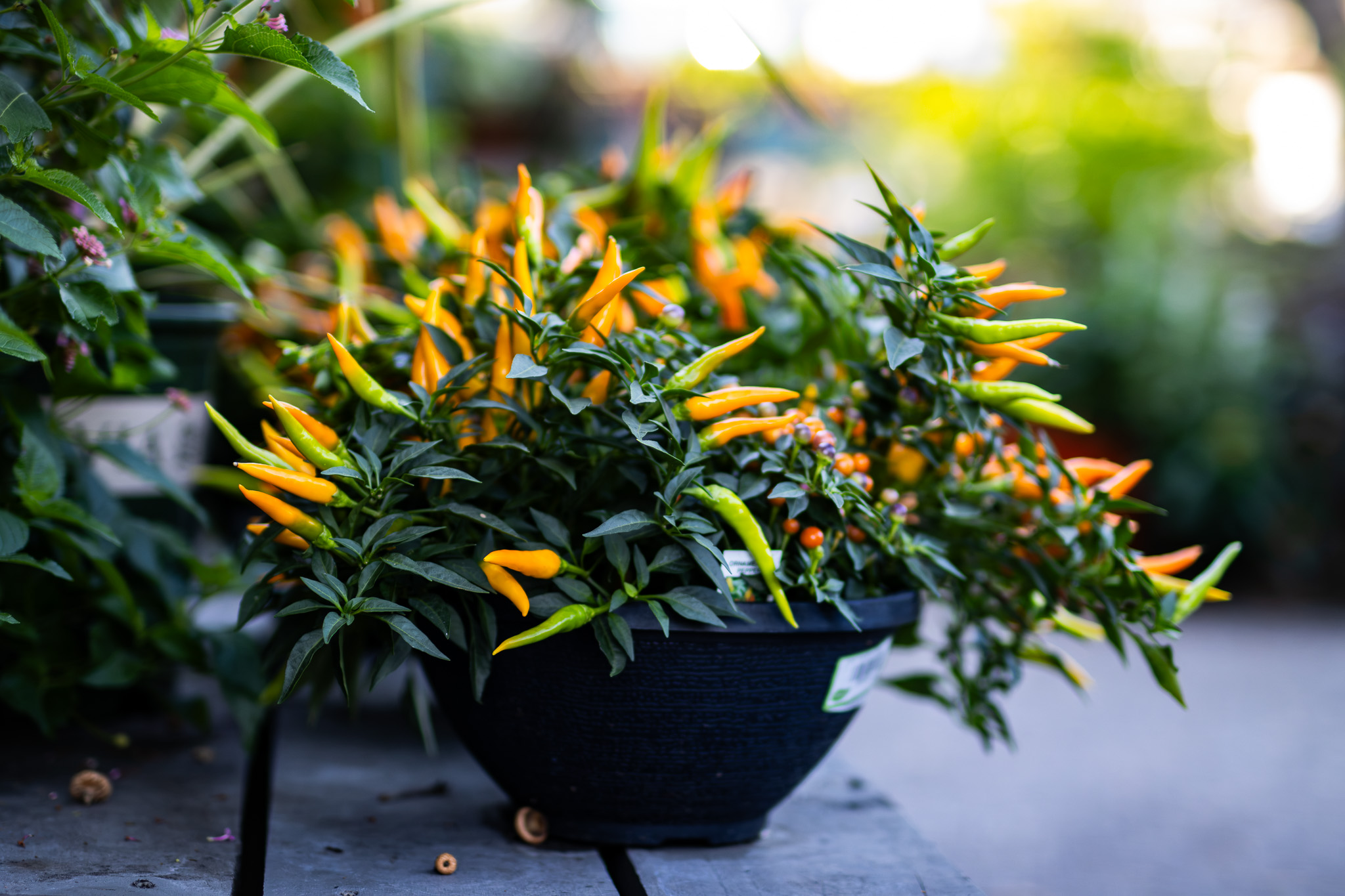 container of ornamental peppers