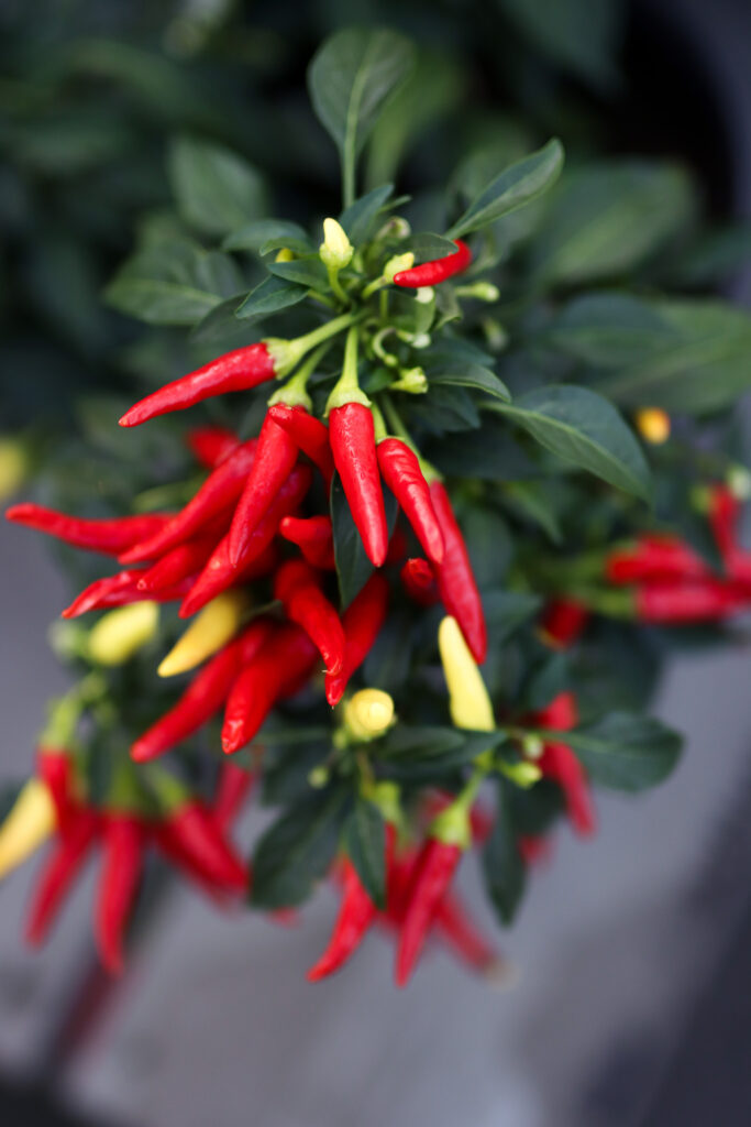 red ornamental peppers close-up