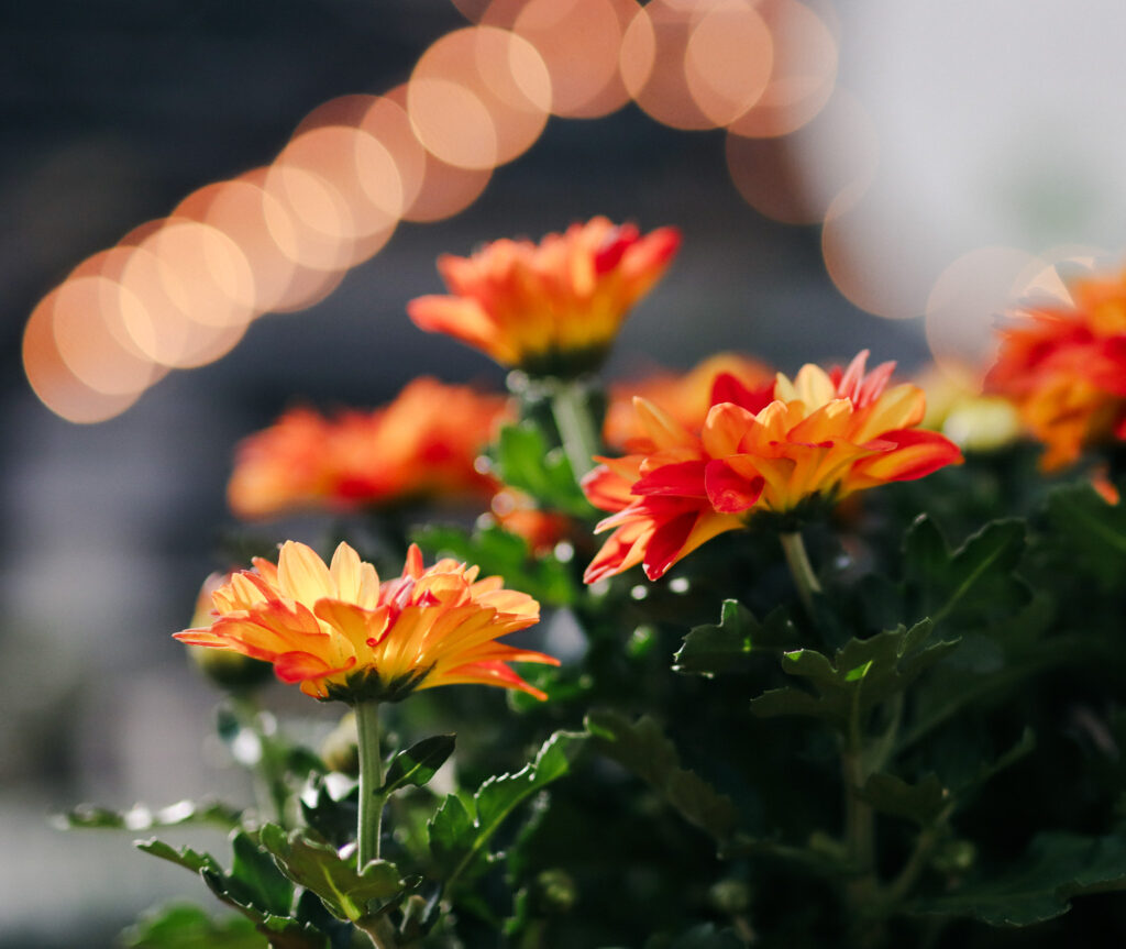 Close up of orange florist mums