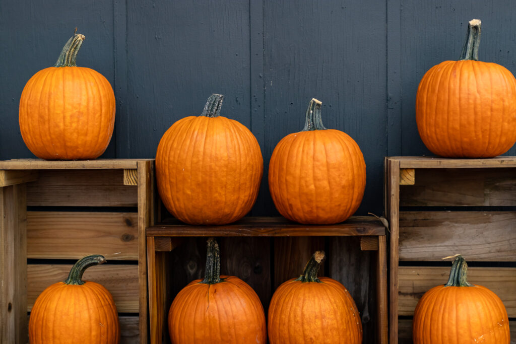 Carving pumpkins on dark background and on crates