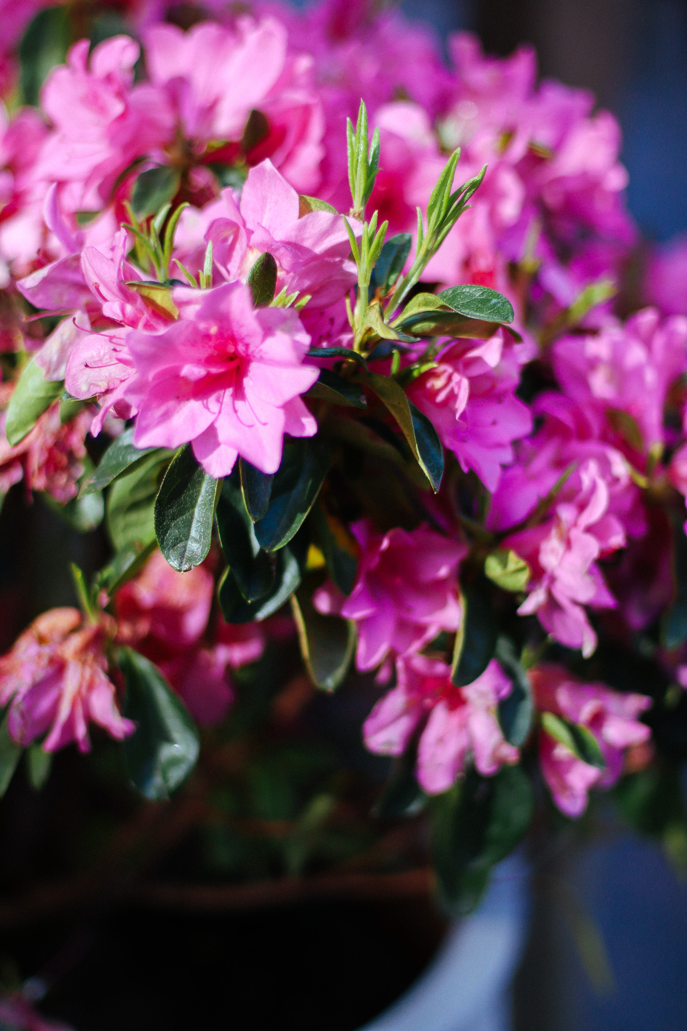 Close-up of bright pink reblooming azalea.
