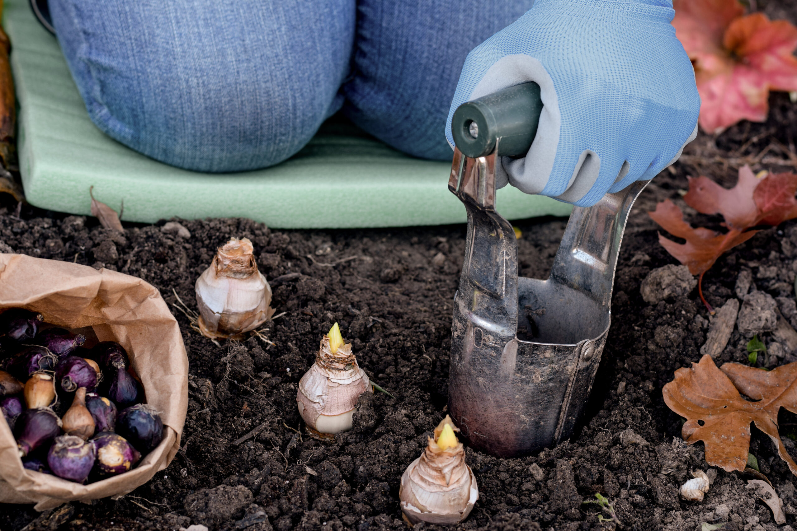 Woman planting flower bulbs