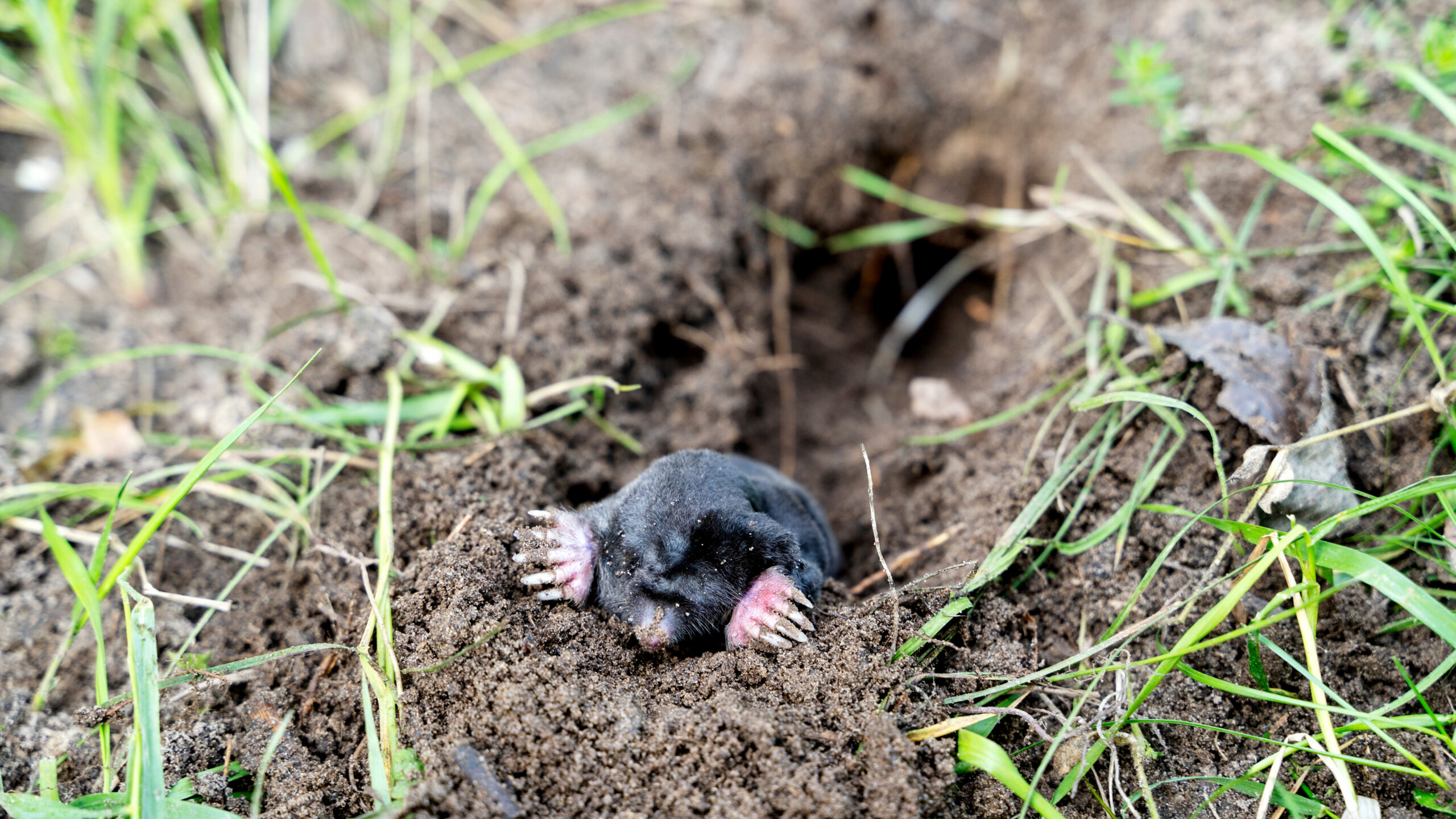 the mole comes out of the hole, the concept of fighting moles. High quality photo