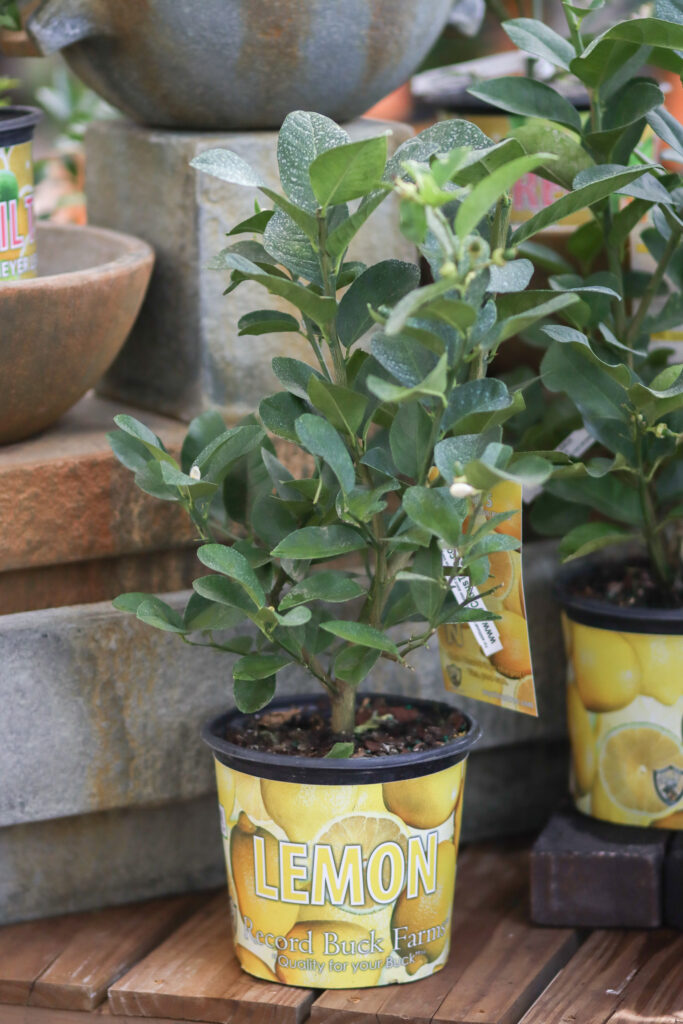 meyer lemon 3-gallon