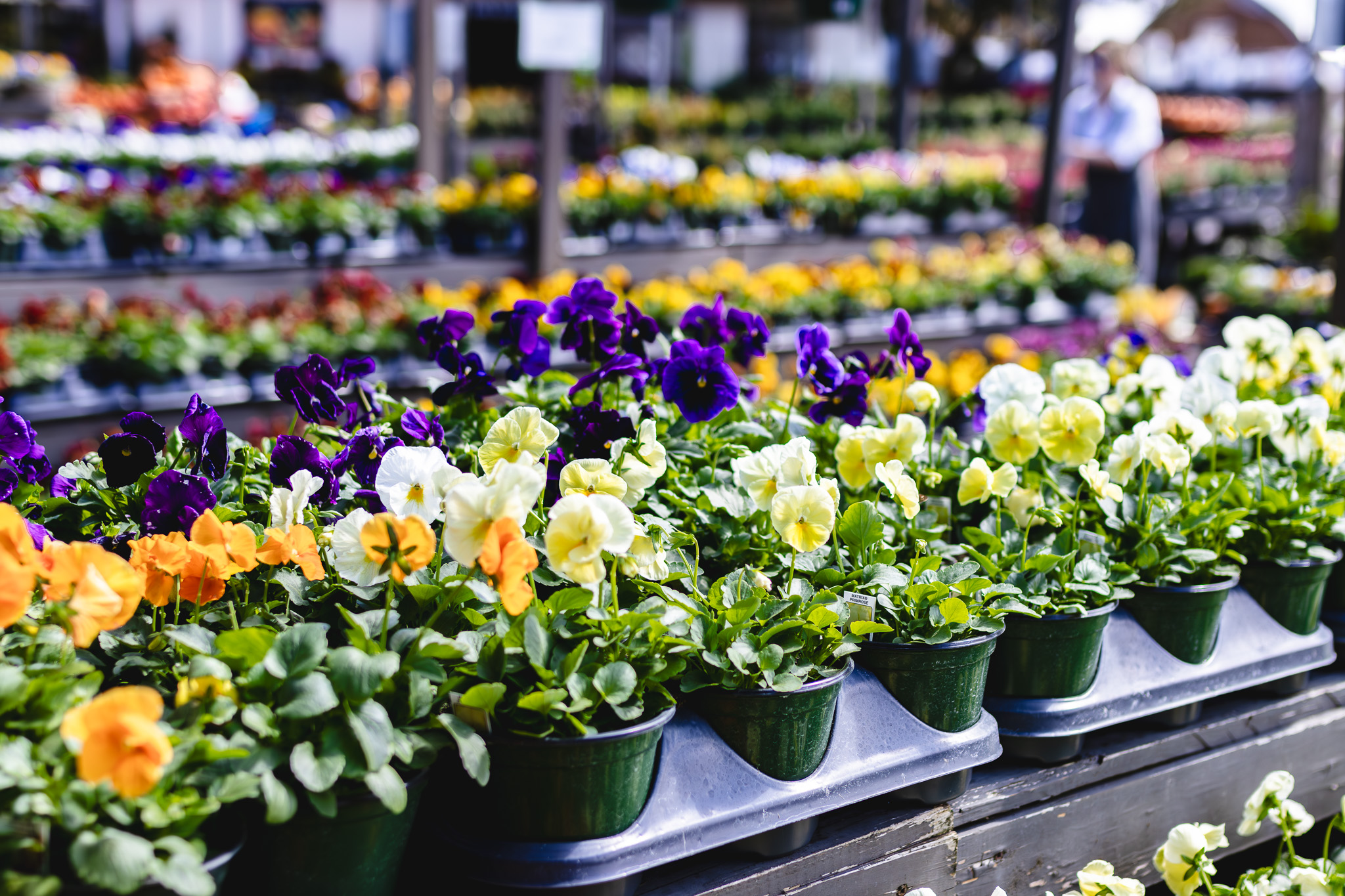Rows of pansies in nursery pots