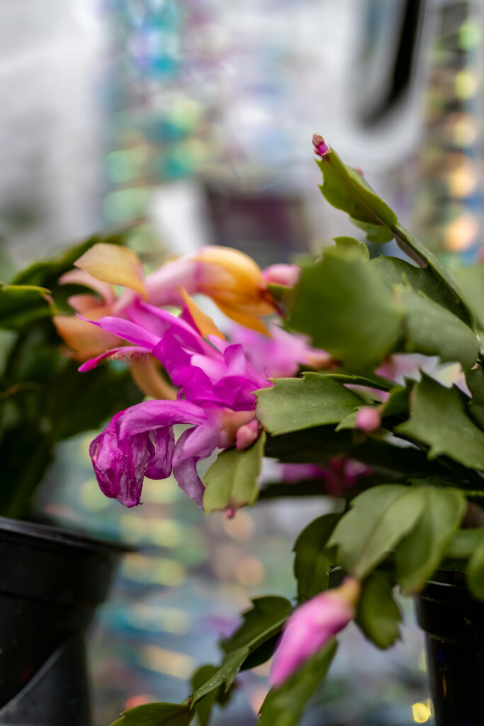 Pink blooming holiday cactus