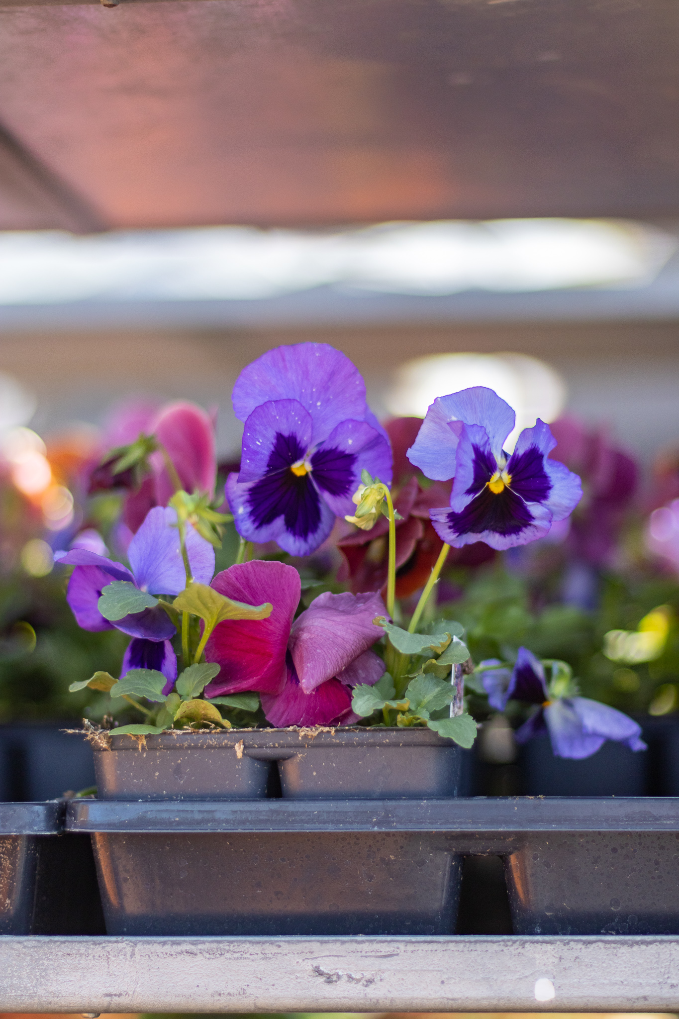 Purple pansies in flat pack on cart