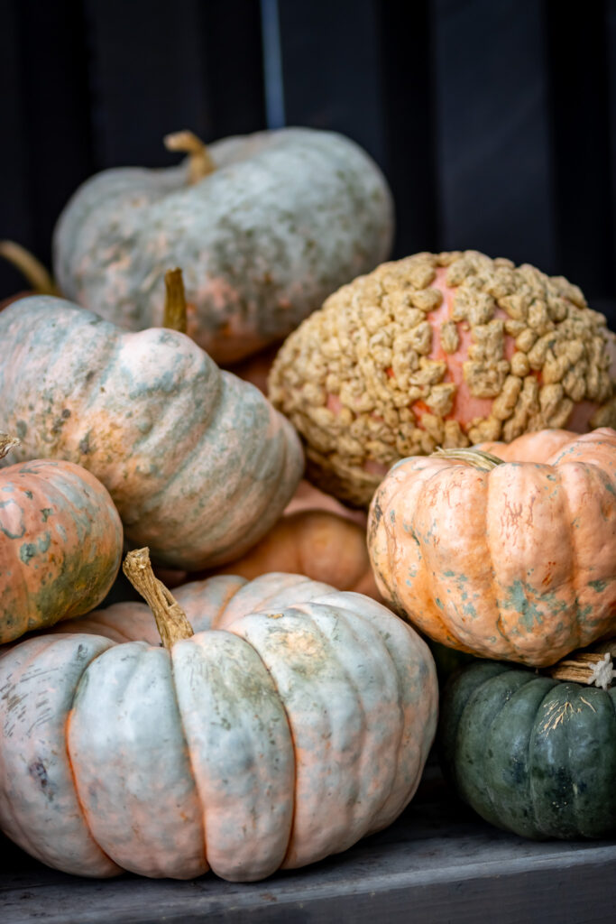 large fall mix pumpkins in a pile