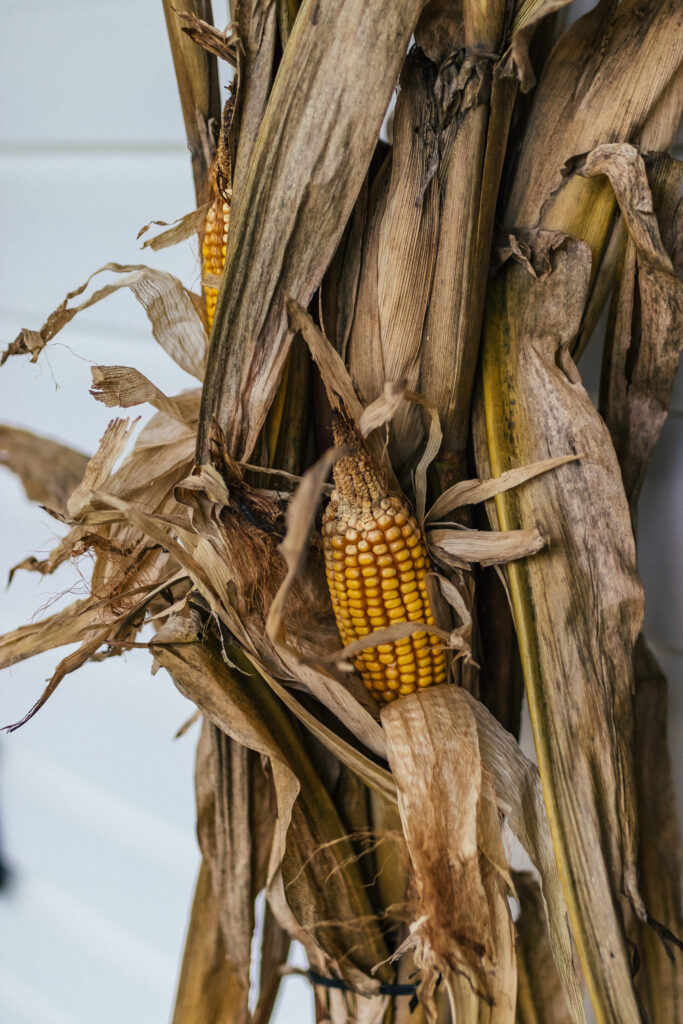 Corn stalks close-up