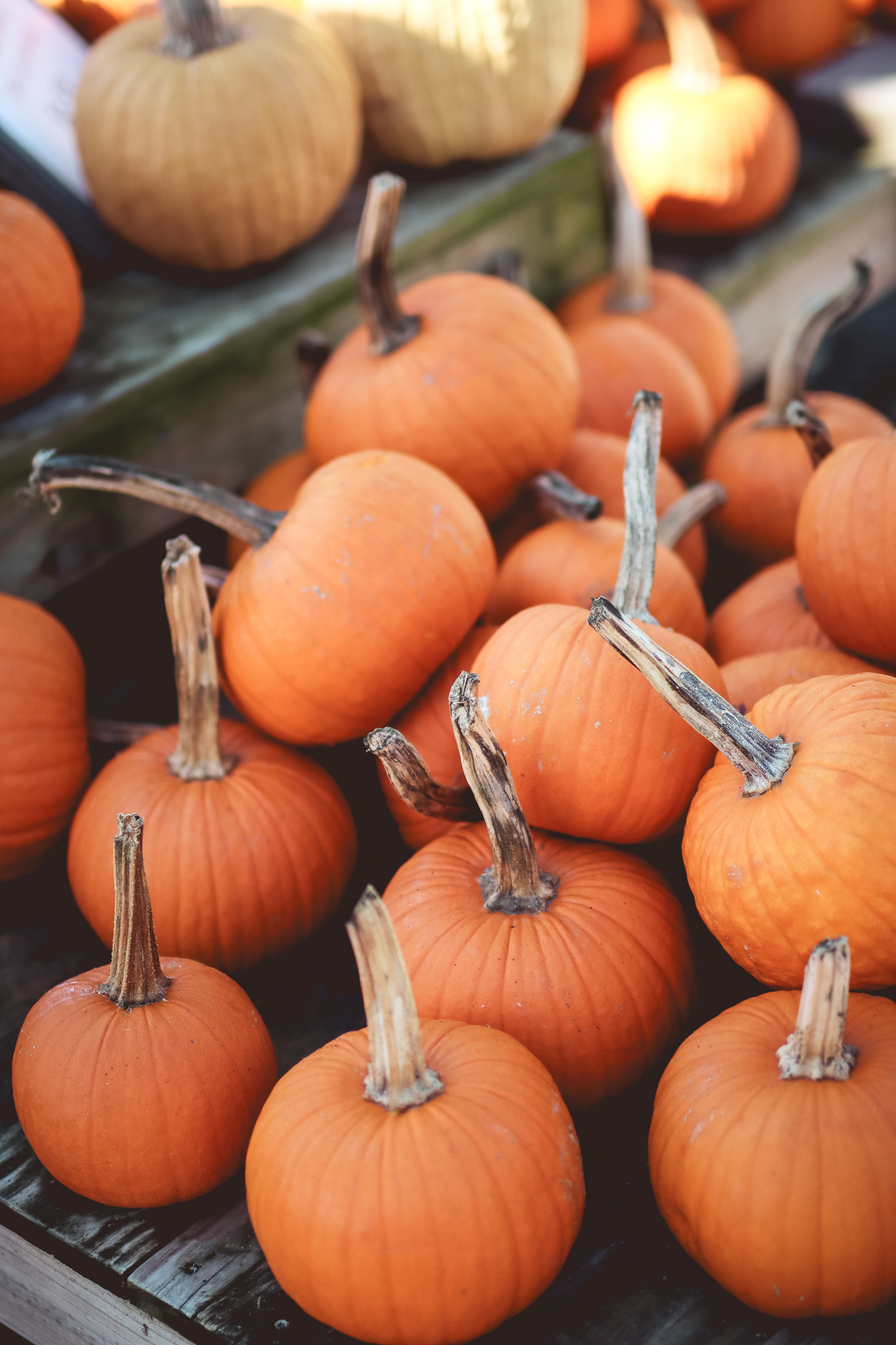 Pile of orange pie pumpkins
