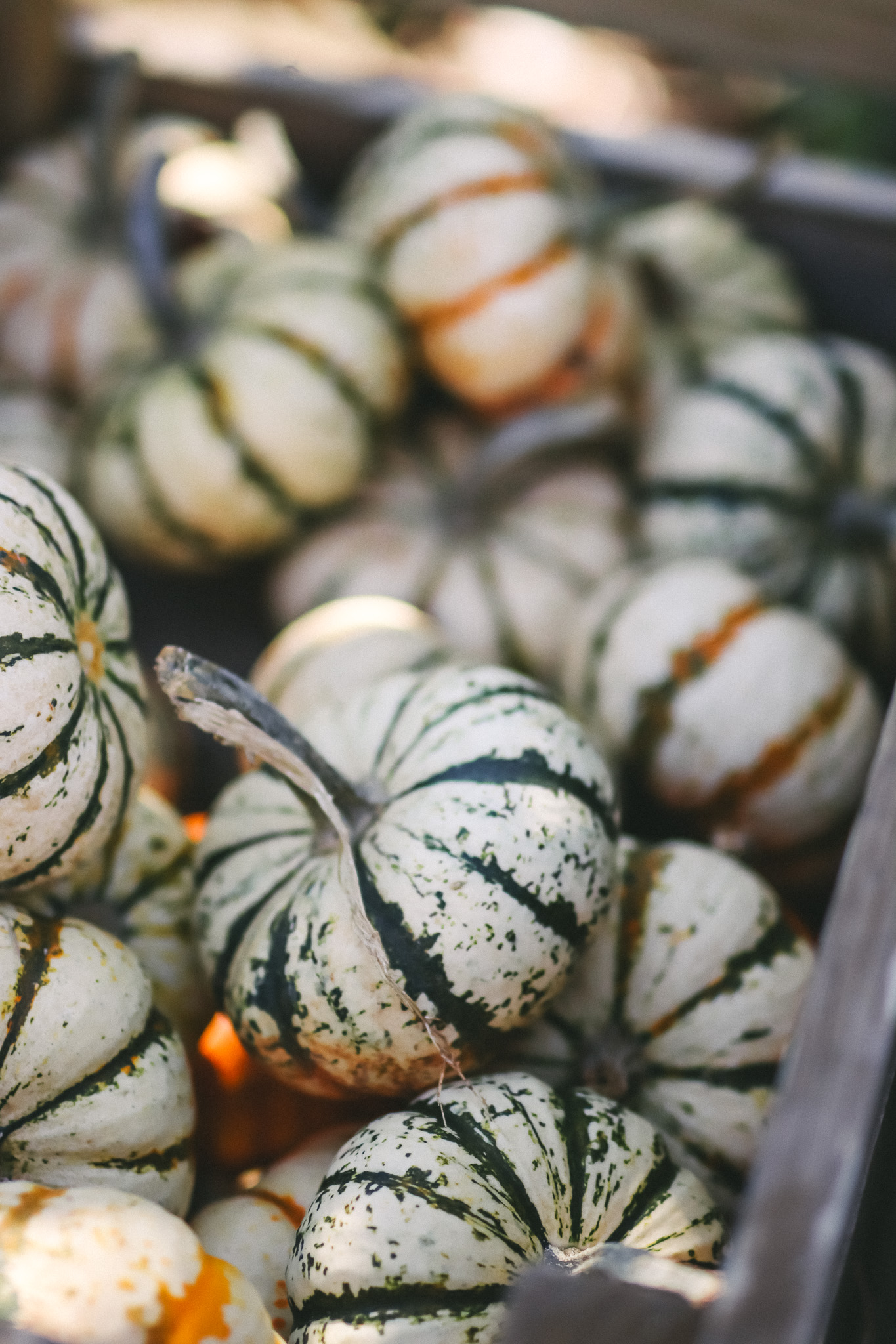 Fall mix mini pumpkins