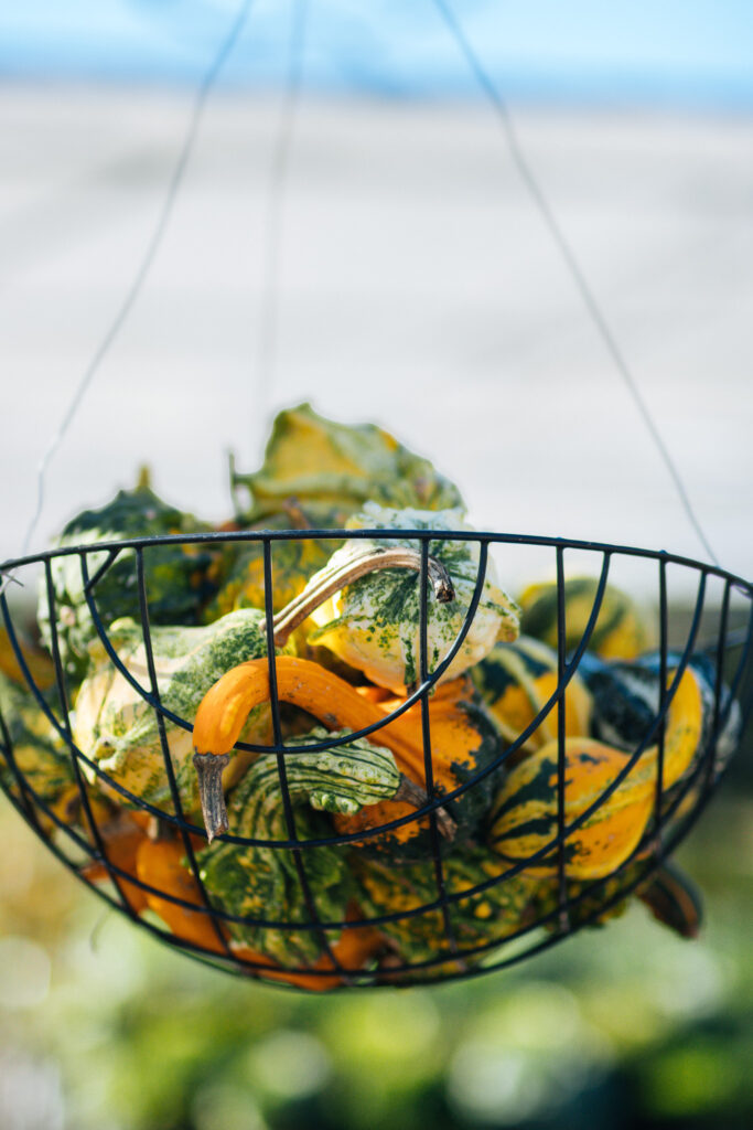 Mini gourds in a wire hanging basket