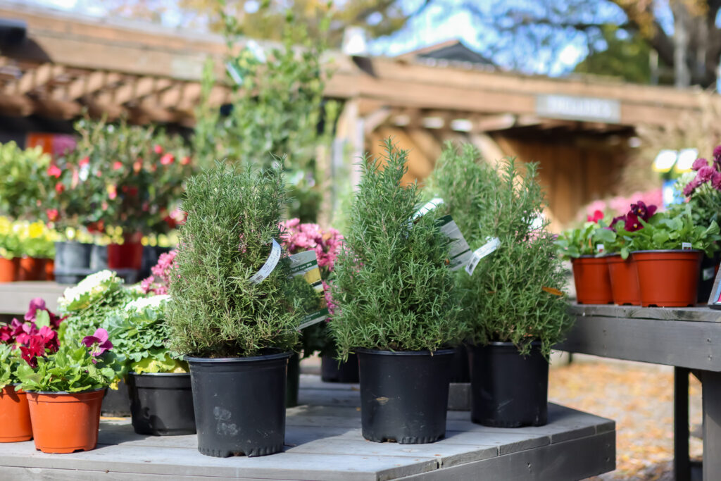 Rosemary topiaries on garden tables