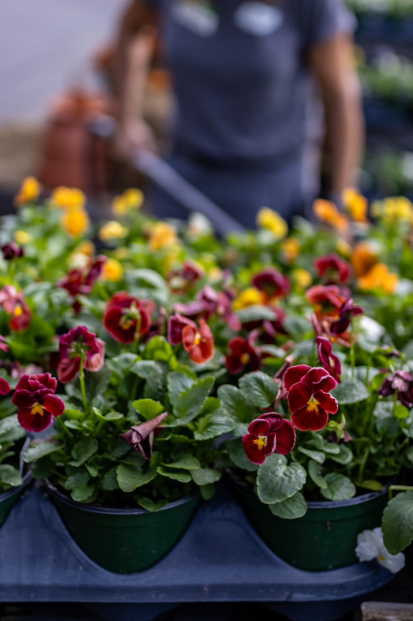 Woman watering red pansies