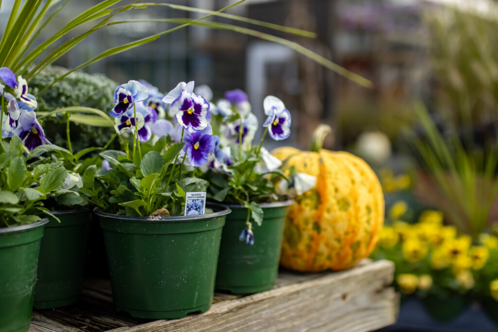6-inch pansies with pumpkin on table