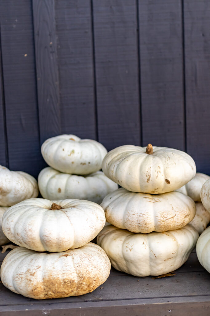 white pumpkins stacked against black background