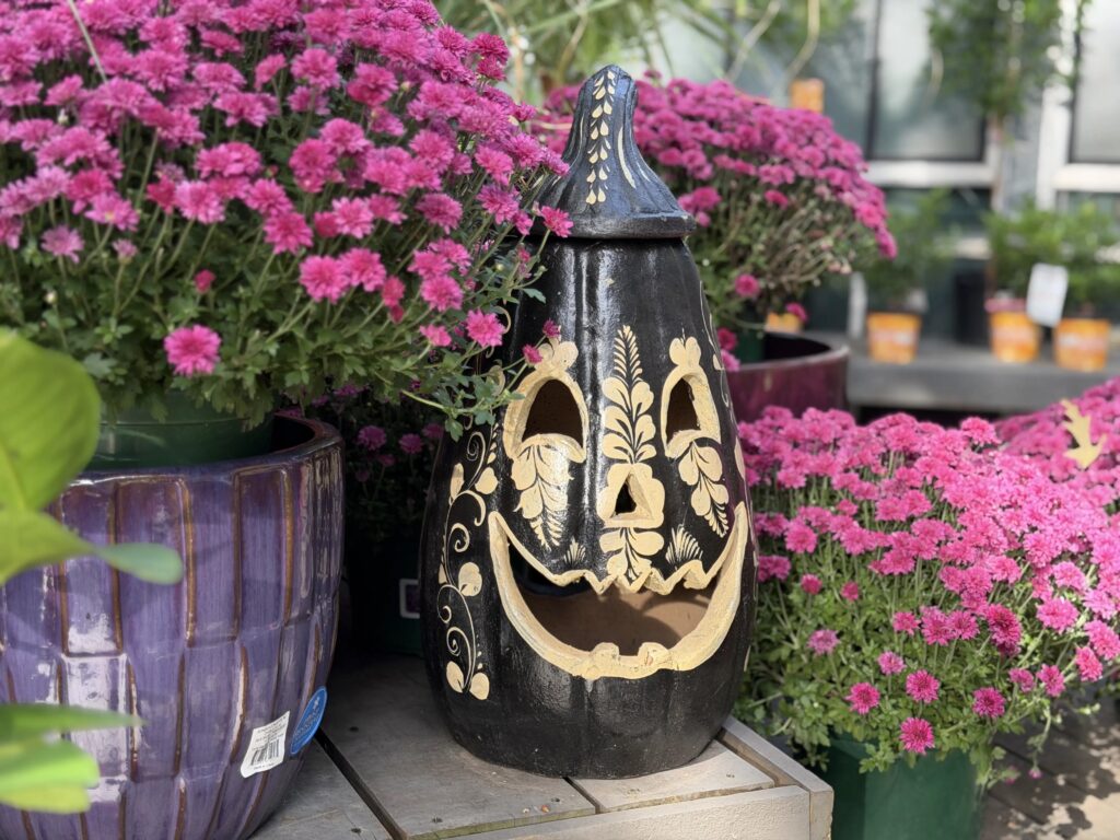 Glazed pumpkin lantern amidst pink mums