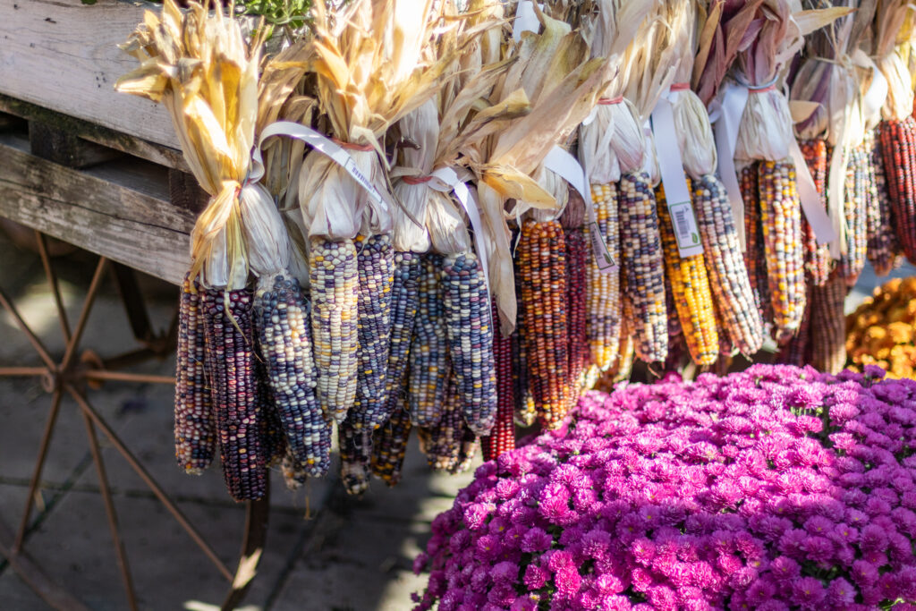 Harvest corn lined up with a pink mum in the lower right corner